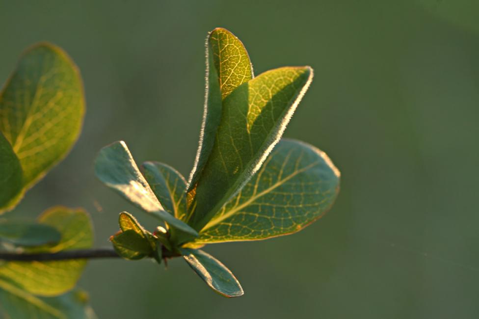 Contraluz de brotes